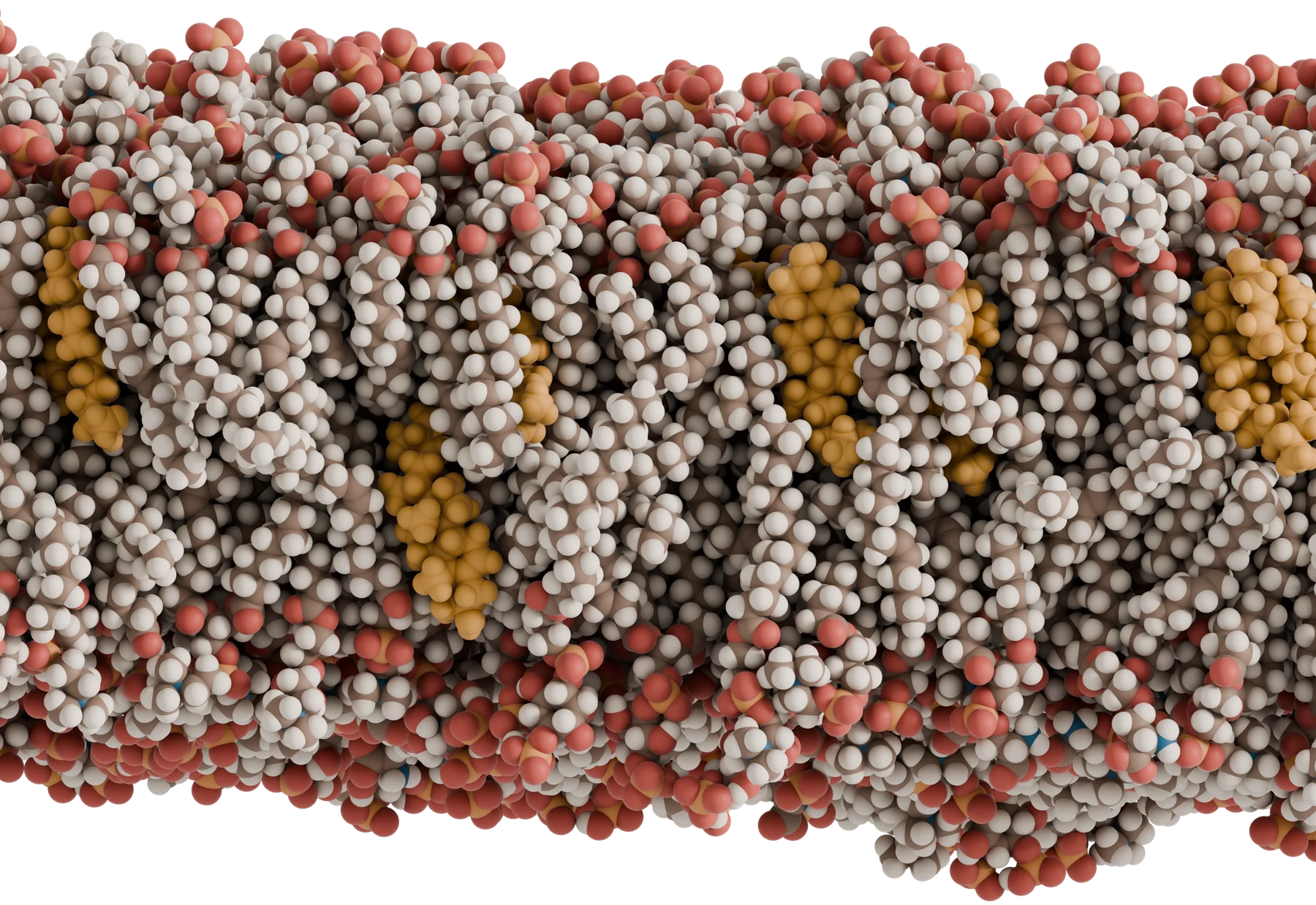 All-atom bilayer