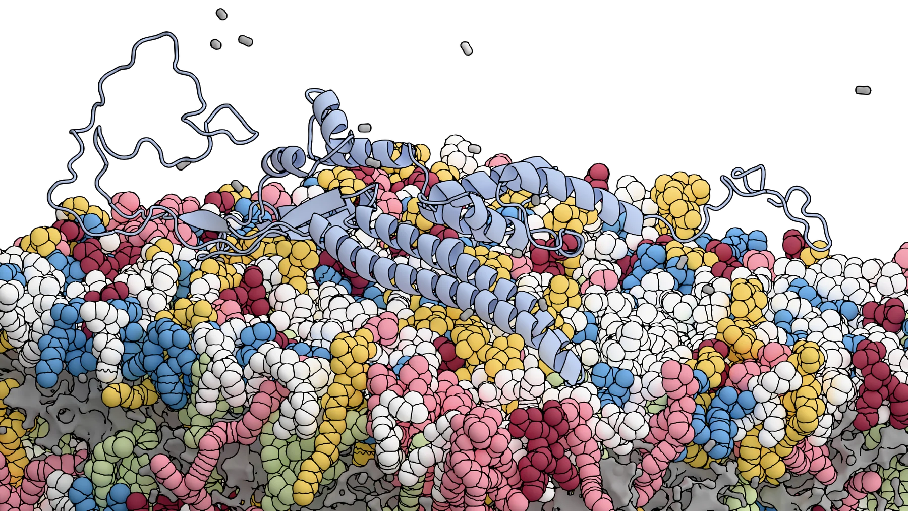 Membrane full view