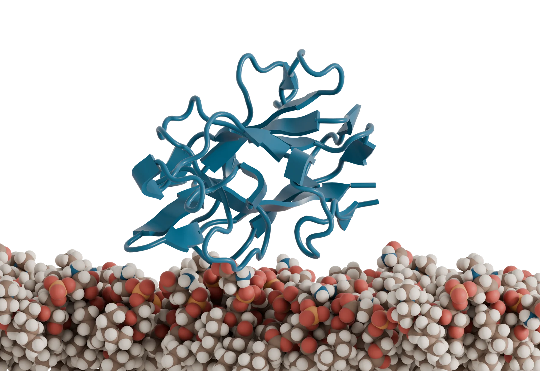 Peripheral protein